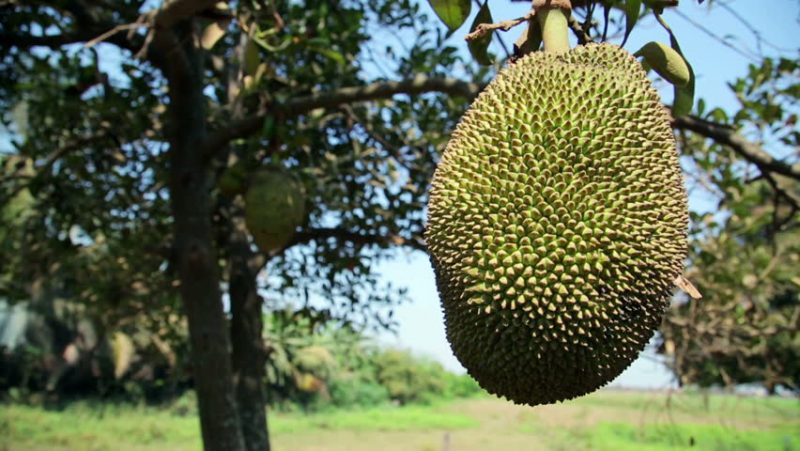 jackfruit on the tree