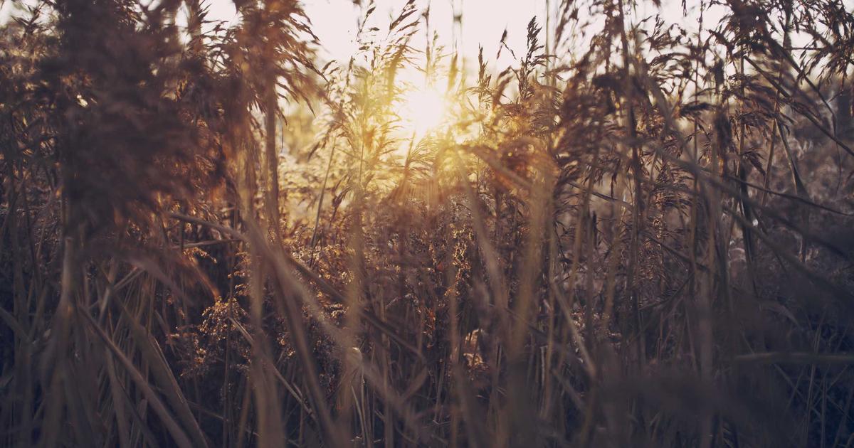 Why High Protein Meal Prep Matters and How to Get Started